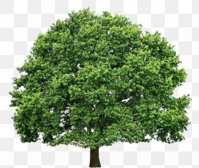 Tree Oak Stock Photography Apple, PNG, 1833x2500px, Tree, Apple, Branch ...