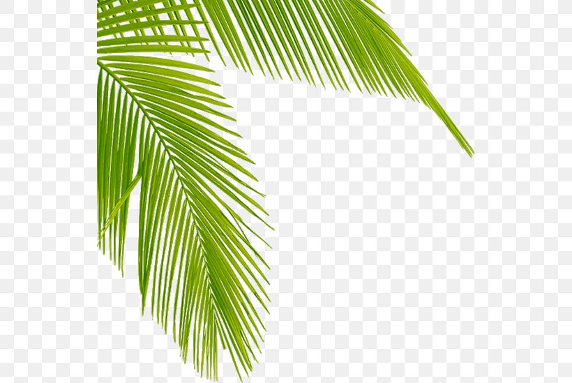 Asian Palmyra Palm Tropical Hair Gallery Ko Samui Arecaceae Coconut, PNG, 542x549px, Asian Palmyra Palm, Arecaceae, Arecales, Borassus, Borassus Flabellifer Download Free