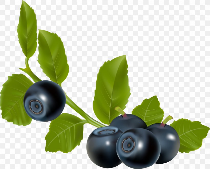 Blueberry Blackberry, PNG, 2000x1612px, Berry, Aristotelia Chilensis, Bilberry, Blackberry, Blueberry Download Free