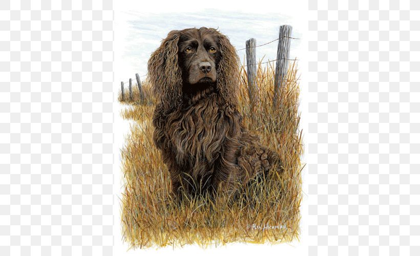 Field Spaniel Boykin Spaniel American Water Spaniel American Cocker Spaniel Irish Water Spaniel, PNG, 500x500px, Field Spaniel, American Cocker Spaniel, American Water Spaniel, Boykin Spaniel, Breed Download Free