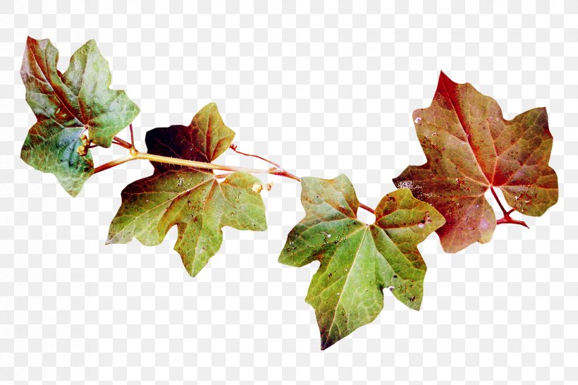 Green Leaves, PNG, 1650x1100px, Leaf, Branch, Digital Image, Ivy, Plant Download Free
