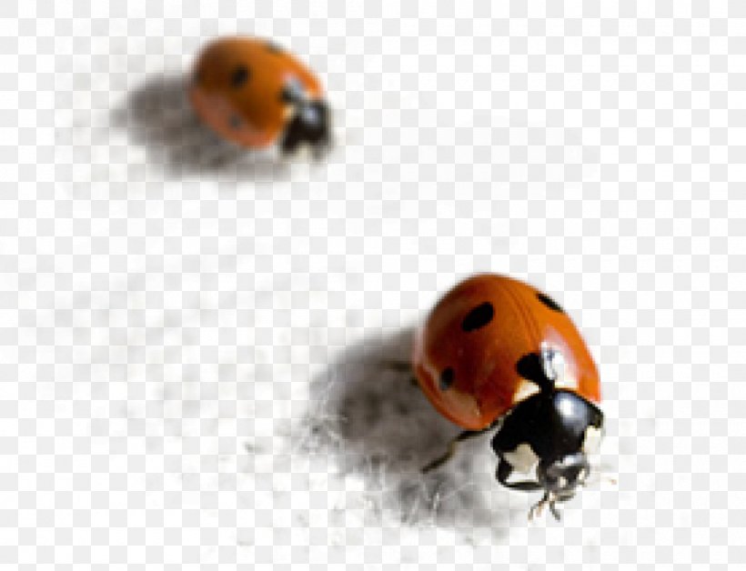 Ladybird Beetle Ground Beetle Lyctinae Pest, PNG, 1000x766px, Ladybird Beetle, Arthropod, Beetle, Calosoma Sycophanta, Furniture Download Free