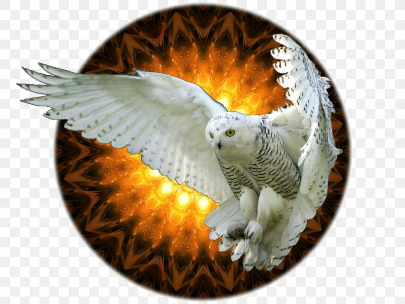 Owl Flight Beak Fauna Hut, PNG, 960x720px, Owl, Beak, Bird, Bird Of Prey, Eagle Download Free