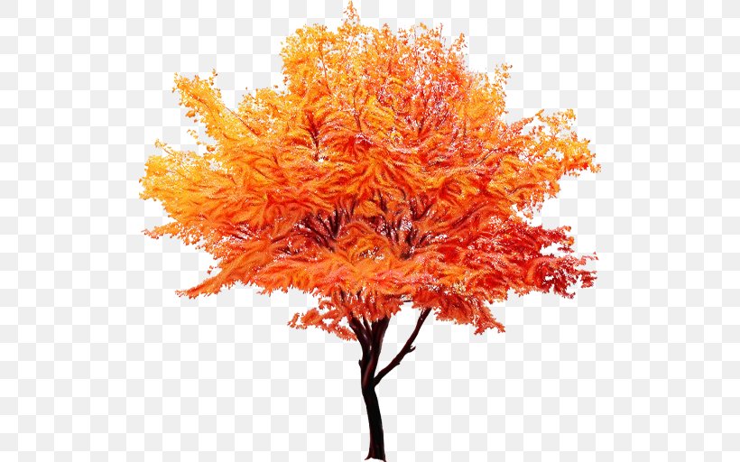 Red Maple Tree, PNG, 512x512px, Autumn, Autumn Leaf Color, Black Maple, Deciduous, Flower Download Free