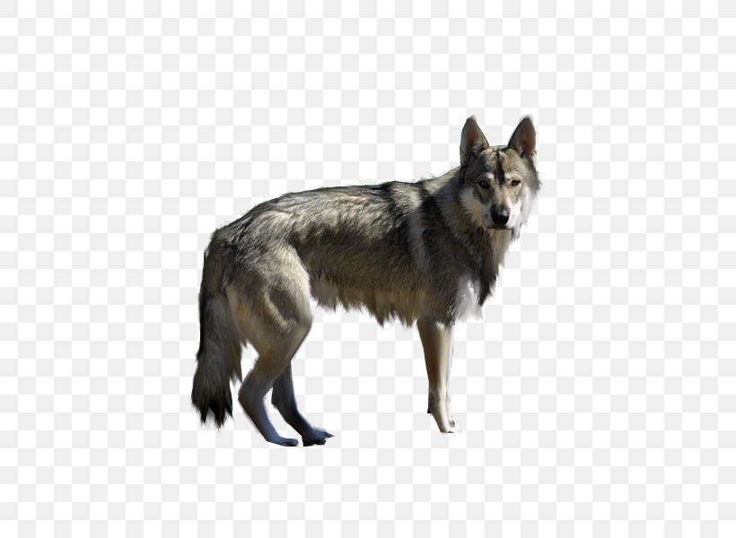 Siberian Husky Tamaskan Dog Czechoslovakian Wolfdog Puppy, PNG, 800x600px, Siberian Husky, Animal, Carnivoran, Coyote, Czechoslovakian Wolfdog Download Free