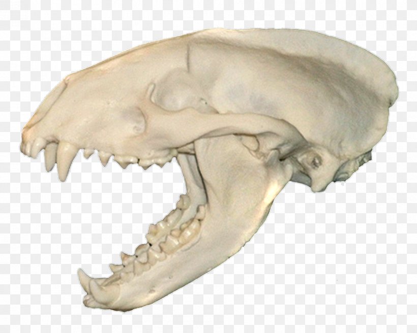 Snout Jaw Mouth 0 Skull, PNG, 945x756px, 2012, Snout, Bone, Head, Jaw Download Free