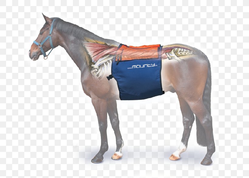 Horse Equine Massage Equestrian Tapotement, PNG, 743x586px, Horse, Back, Bridle, Dressage, Equestrian Download Free