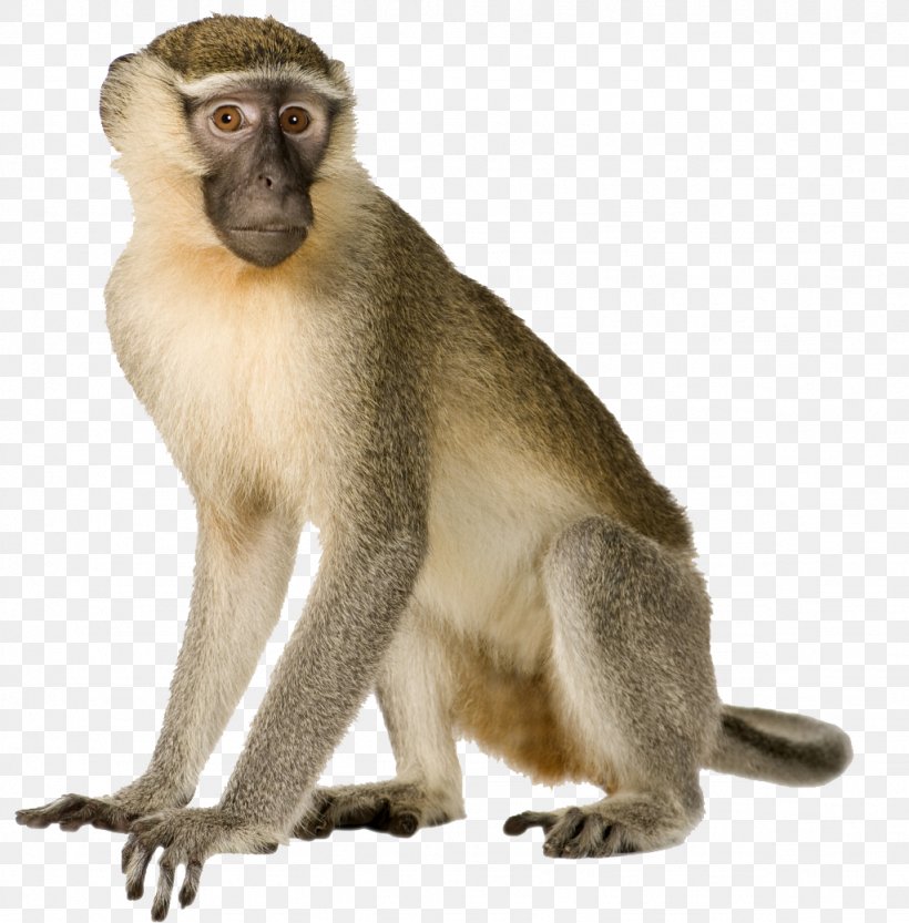 Primate Monkey Gorilla Macaque Gray Langur, PNG, 1024x1041px, Primate, Animal, Ape, Cercopithecidae, Fauna Download Free