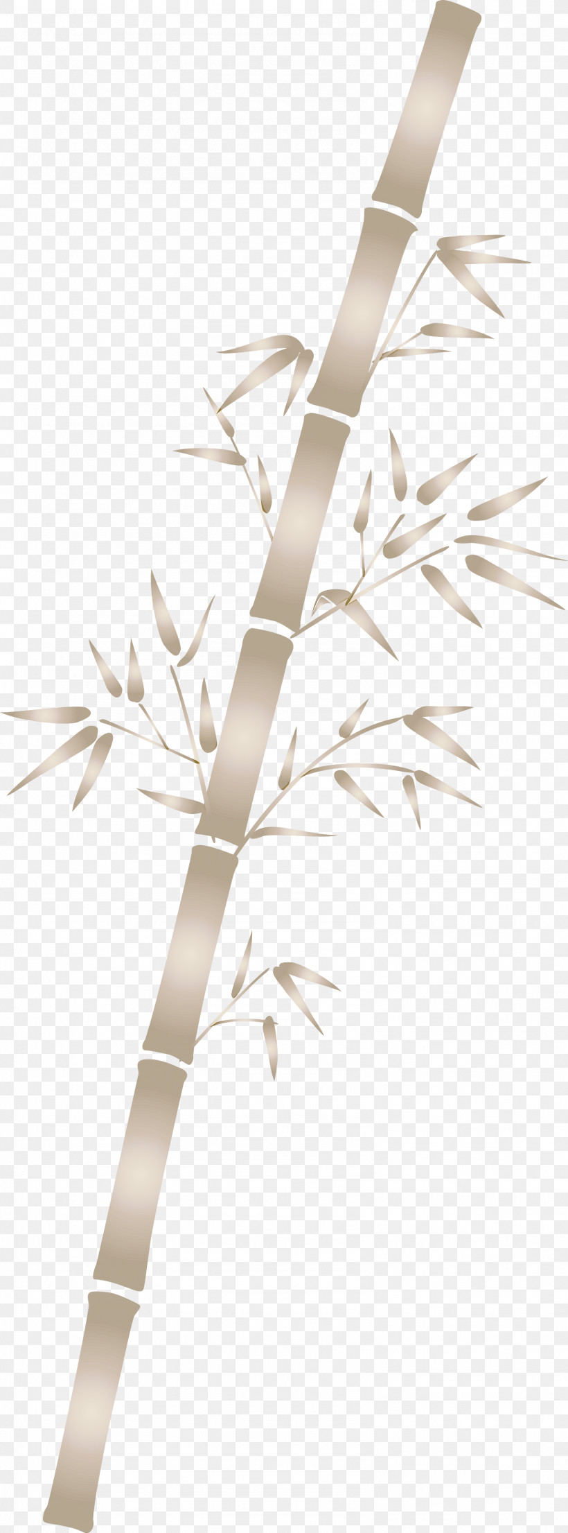 Bamboo Leaf, PNG, 1586x4277px, Bamboo, Branch, Flower, Grass Family, Leaf Download Free