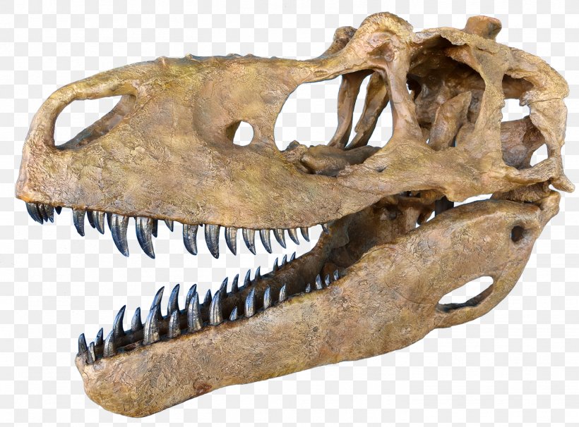 Daspletosaurus Tyrannosaurus Skull Tarbosaurus Dinosaur, PNG, 1459x1080px, Daspletosaurus, Allosaurus, Bone, Camarasaurus, Dinosaur Download Free