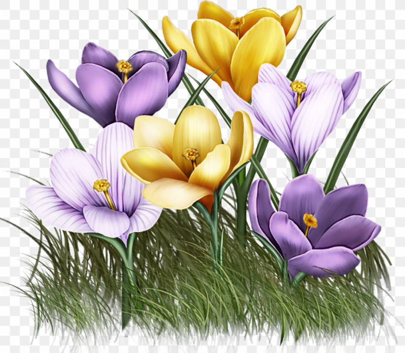 Flower Cretan Crocus Crocus Tommie Crocus Spring Crocus, PNG, 1023x893px, Flower, Cretan Crocus, Crocus, Cut Flowers, Iris Family Download Free