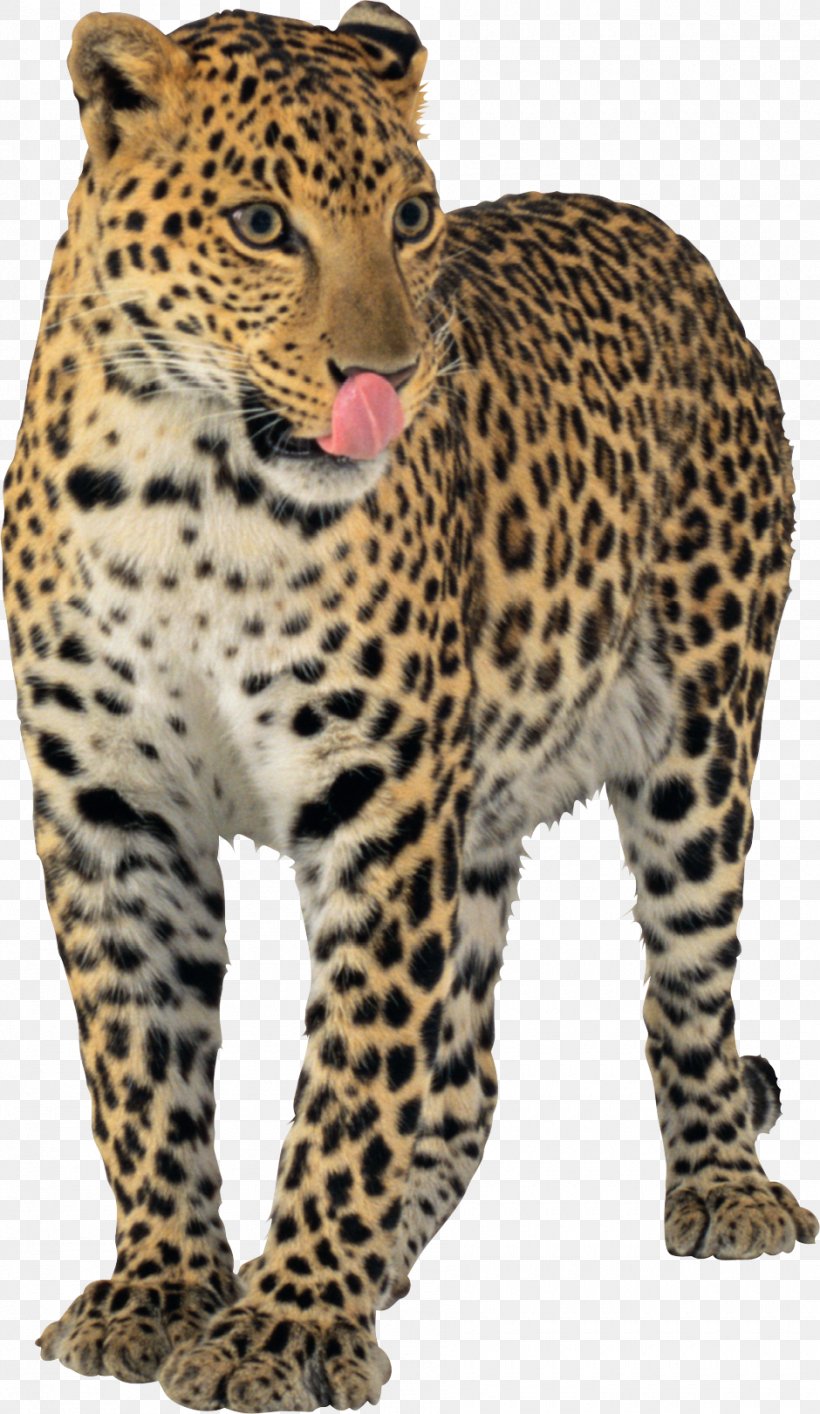 Leopard Jaguar Cheetah, PNG, 940x1621px, Leopard, Big Cats, Black Panther, Carnivoran, Cat Like Mammal Download Free