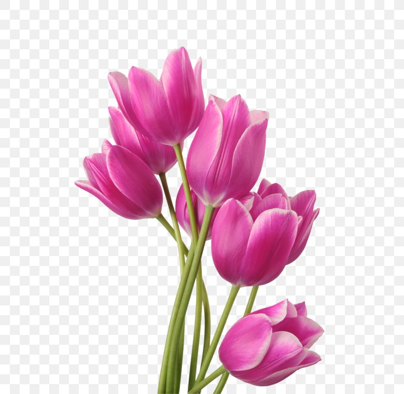 Tulip Flower Bouquet Fototapet Garden Roses, PNG, 533x800px, Tulip, Artshpalery, Bud, Color, Crocus Download Free