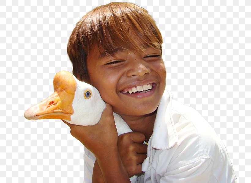 Child Duck Cambodia Goose, PNG, 728x600px, Child, Cambodia, Church, Cygnini, Donation Download Free