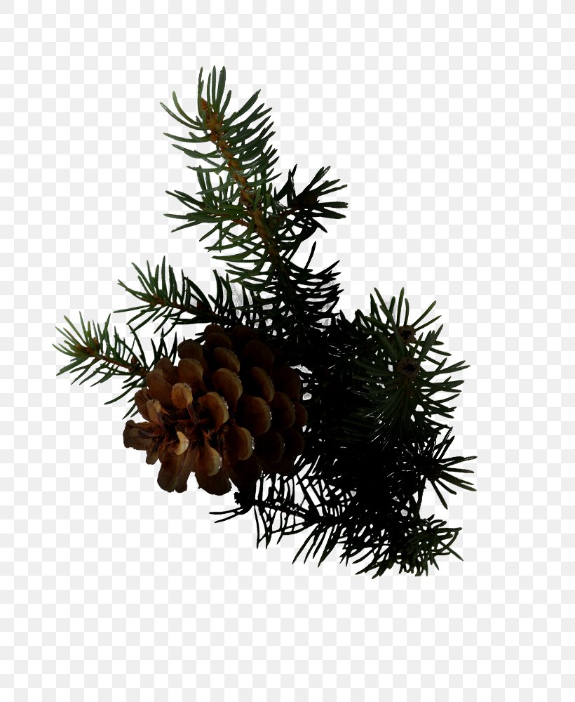 Clive Christian Perfume Spruce Conifer Cone Balsam Fir, PNG, 800x1000px, Clive Christian, American Larch, Balsam Fir, Branch, Canadian Fir Download Free