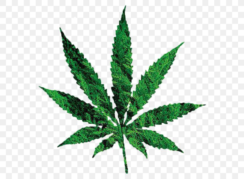 Decriminalization Of Non-medical Cannabis In The United States Dispensary Legalization, PNG, 600x600px, Cannabis, Addiction, Cannabis Shop, Cannabis Use Disorder, Decal Download Free