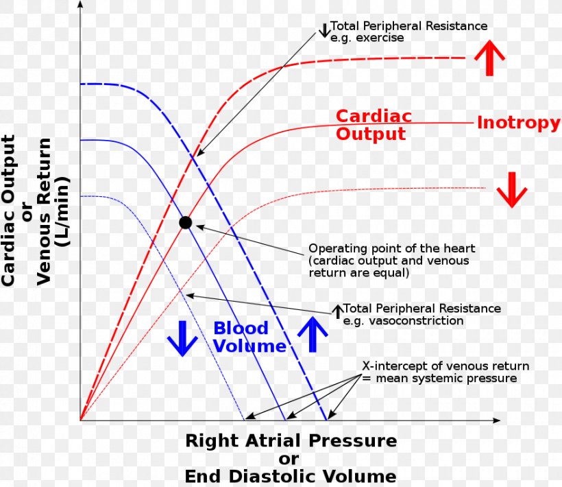 Frank–Starling Law Stroke Volume End-diastolic Volume Cardiology ...