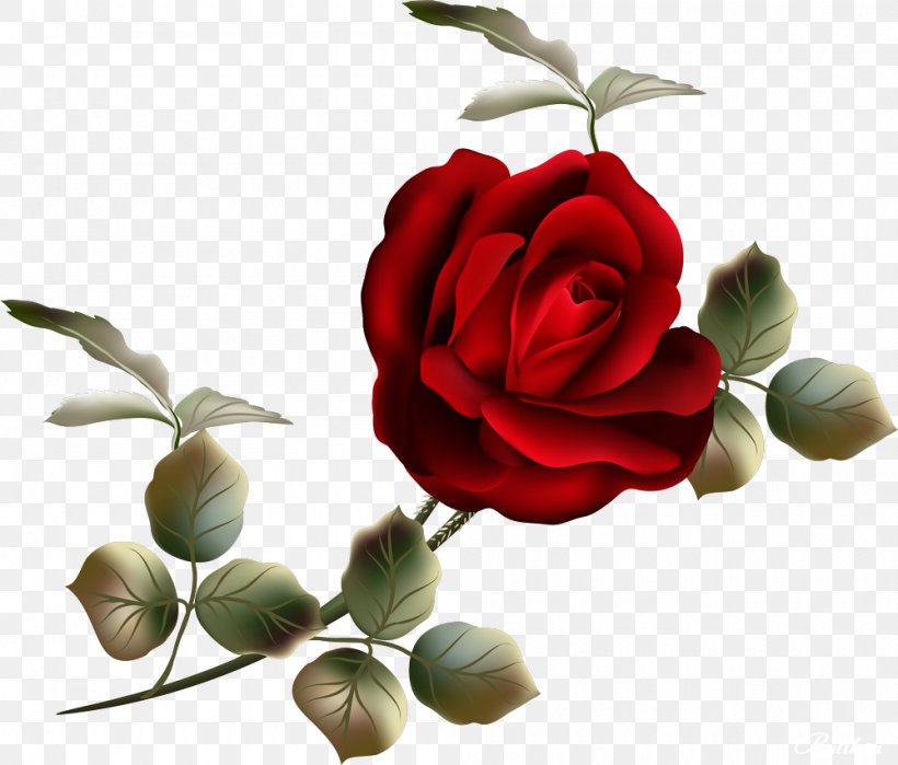 Garden Roses Flower Clip Art, PNG, 1000x853px, Garden Roses, Cut Flowers, Digital Image, Drawing, Floral Design Download Free