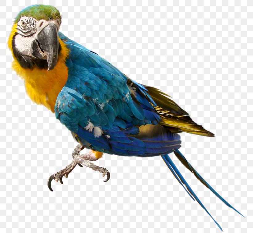 Parrots Of New Guinea Clip Art, PNG, 781x756px, Parrot, Beak, Bird, Cockatiel, Columbidae Download Free