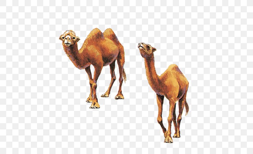 Camel Milk Health Food Diet, PNG, 500x500px, Camel, Animal, Arabian Camel, Camel Like Mammal, Camel Milk Download Free