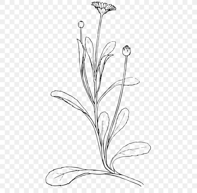 Drawing Common Daisy Clip Art, PNG, 466x800px, Drawing, Art, Artwork, Black And White, Branch Download Free