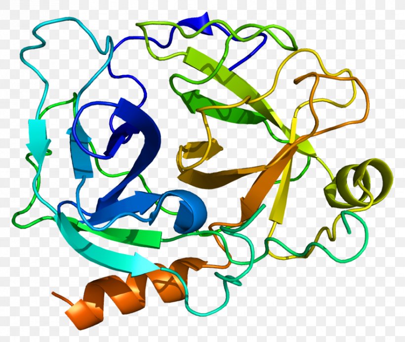 KLK1 Kallikrein-related Peptidase 10 Protein Gene, PNG, 878x742px, Protein, Area, Art, Artwork, Gene Download Free