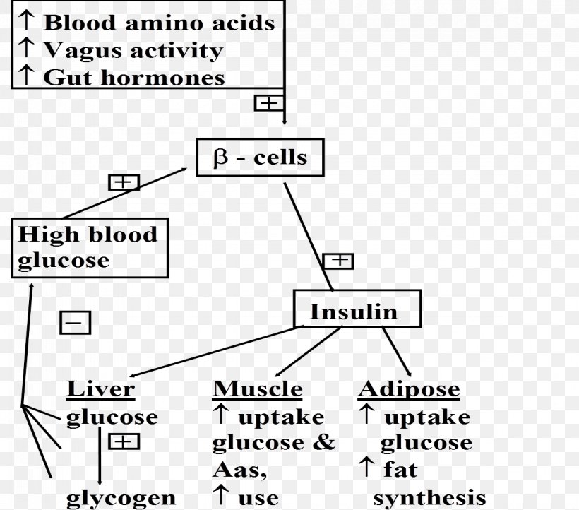 Adipose Tissue Insulin Biochemistry Glycogen Glucose, PNG, 1181x1041px, Adipose Tissue, Adipocyte, Area, Biochemistry, Biosynthesis Download Free