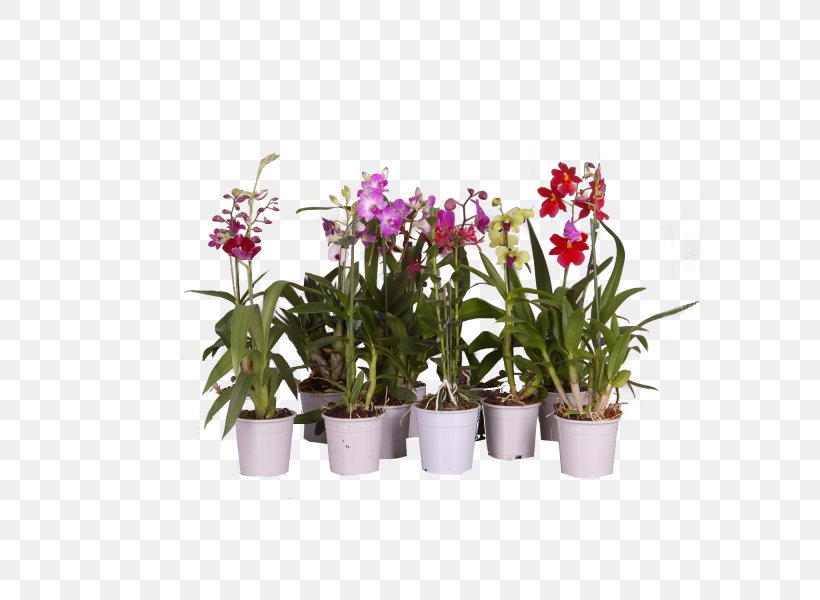 Moth Orchids Dendrobium Cut Flowers Dancing-lady Orchid Plants, PNG, 600x600px, Moth Orchids, Artificial Flower, Centimeter, Cut Flowers, Dancinglady Orchid Download Free