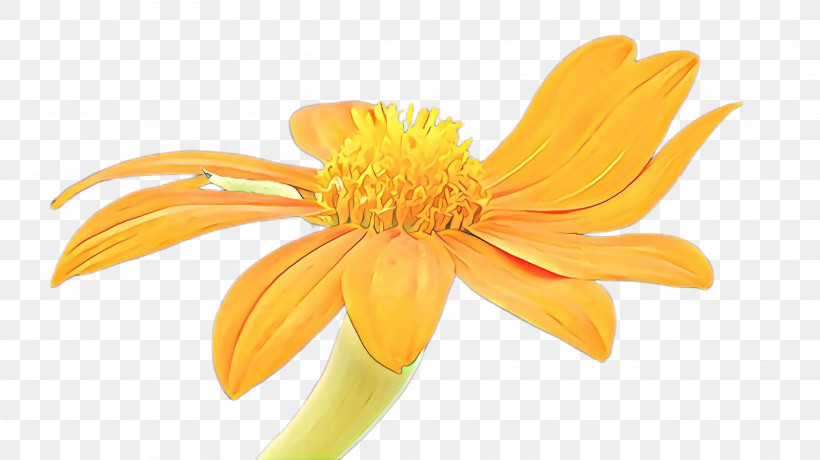 Orange, PNG, 2668x1499px, Yellow, Blackeyed Susan, Closeup, Euryops Pectinatus, Flower Download Free