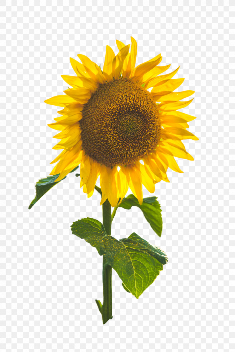 Common Sunflower Plant Stem Flower Annual Plant Flora, PNG, 1200x1800px, Common Sunflower, Annual Plant, Flora, Flower, Petal Download Free