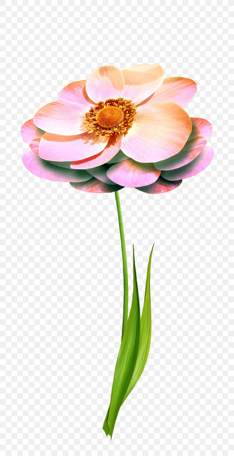 Cut Flowers Petal Floral Design Rose, PNG, 722x1600px, Flower, Aquatic Plant, Artificial Flower, Botany, Cut Flowers Download Free