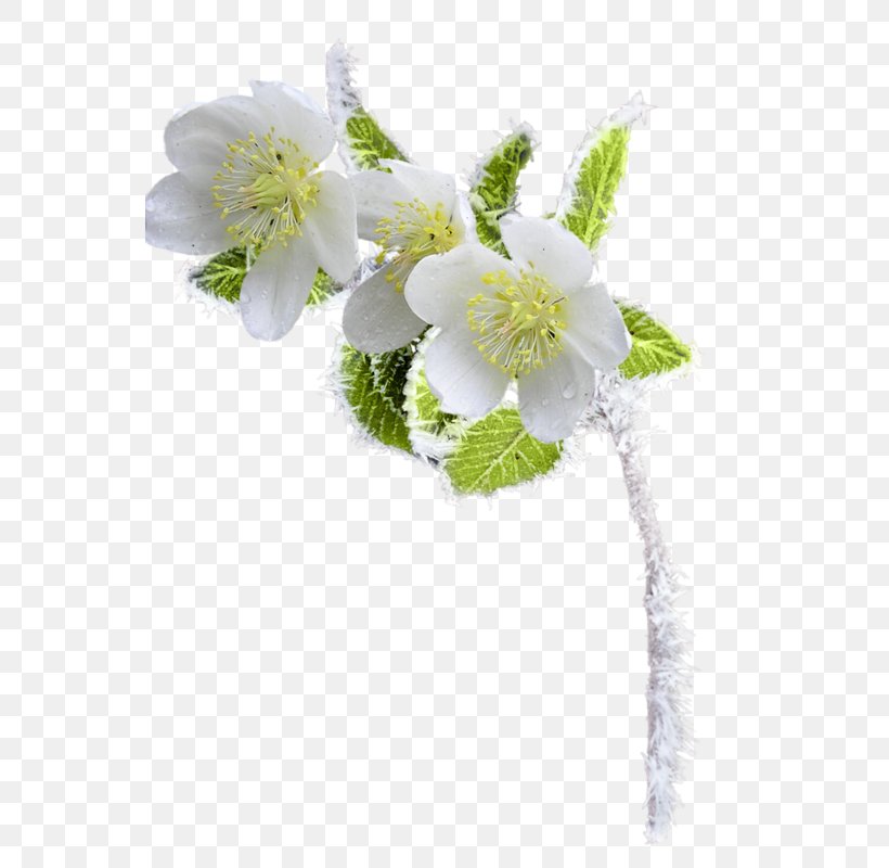 Flower Floral Design Clip Art, PNG, 552x800px, Flower, Ar Rahiim, Blossom, Branch, Cut Flowers Download Free
