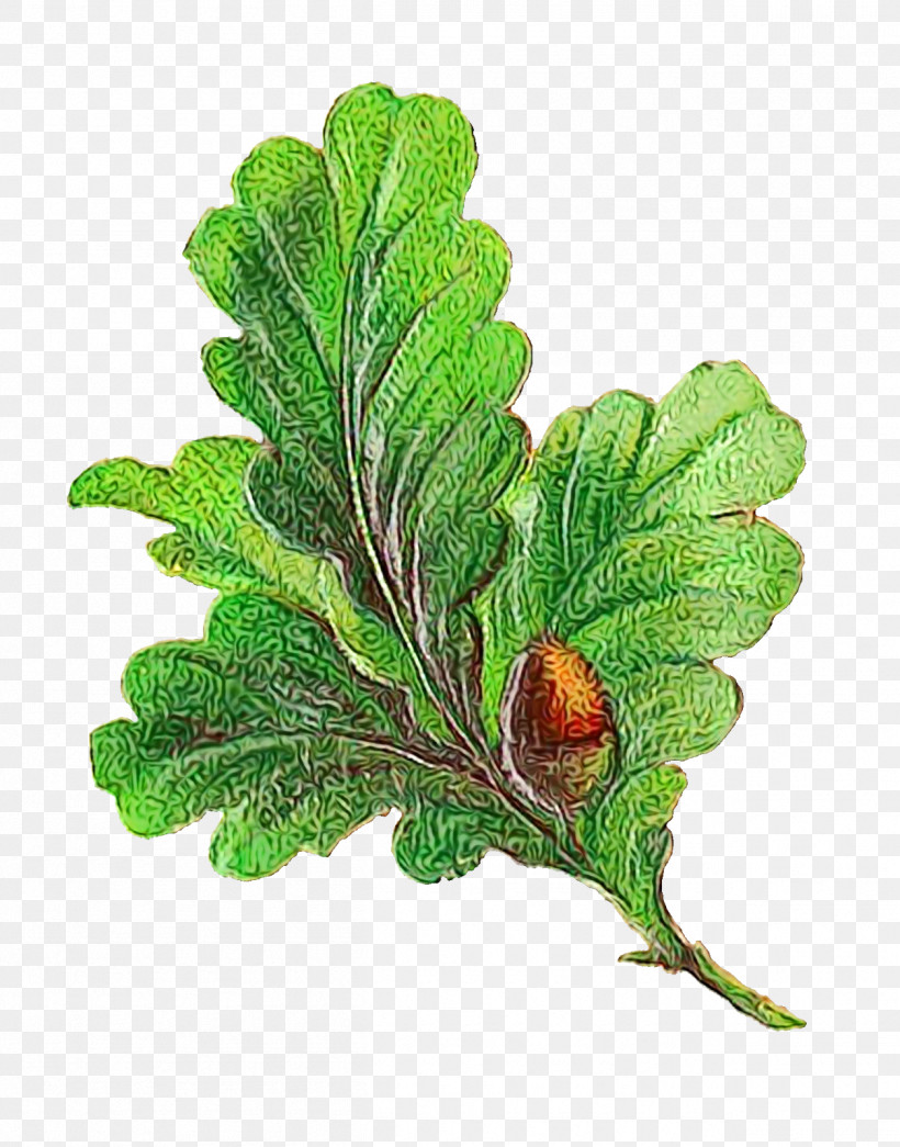 Leaf Plant Stem Leaf Vegetable Tree Herb, PNG, 1255x1600px, Watercolor, Biology, Branching, Herb, Leaf Download Free