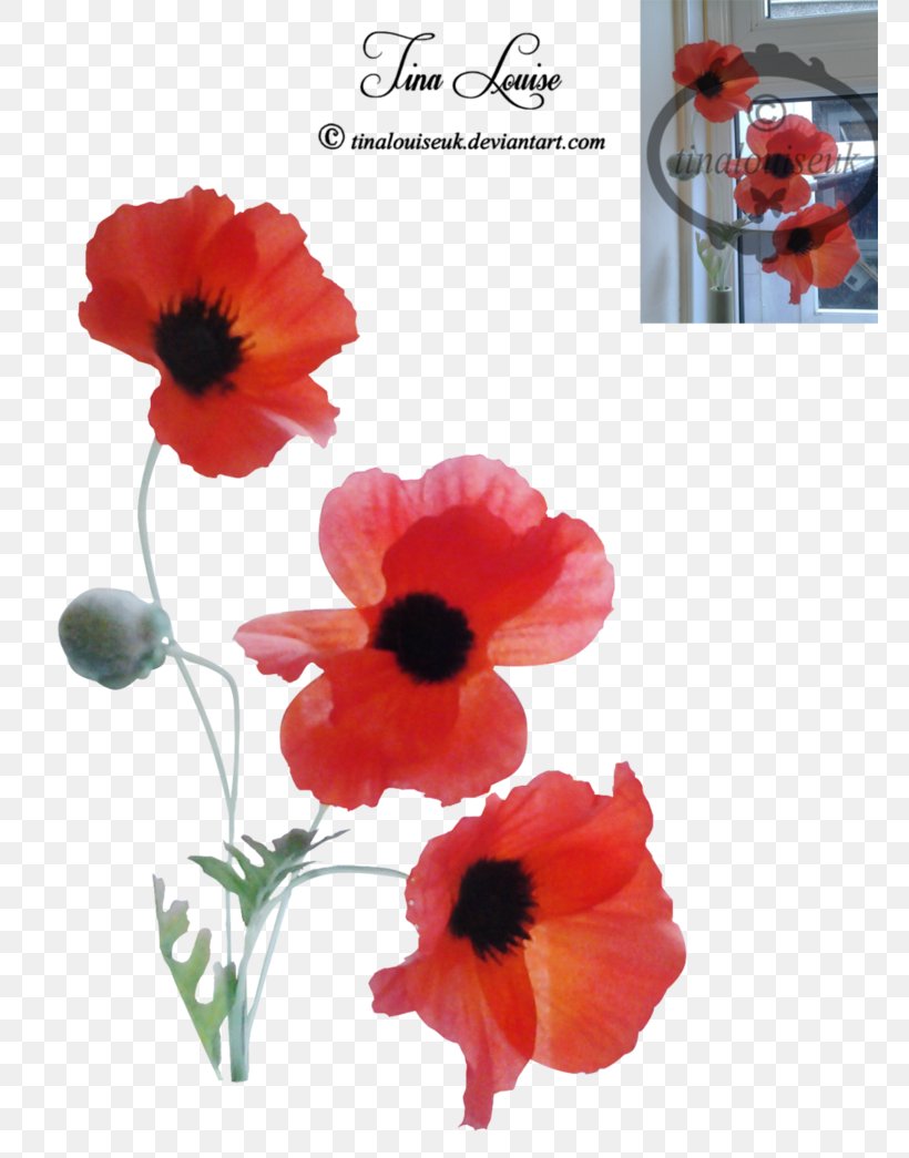 Petal, PNG, 765x1045px, Petal, Coquelicot, Flower, Flowering Plant, Plant Download Free