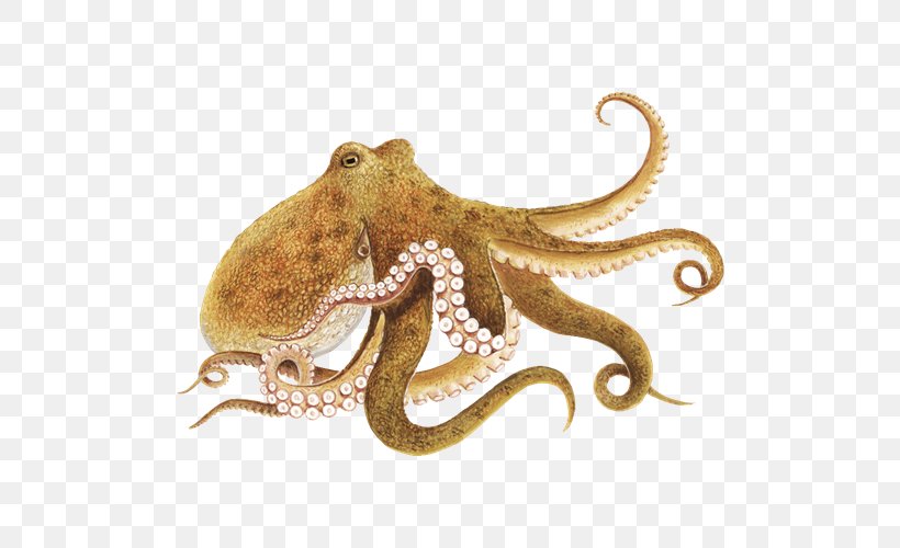 Enteroctopus Dofleini Squid Clip Art, PNG, 500x500px, Octopus, Animal, Blueringed Octopus, Cephalopod, Cephalopod Intelligence Download Free