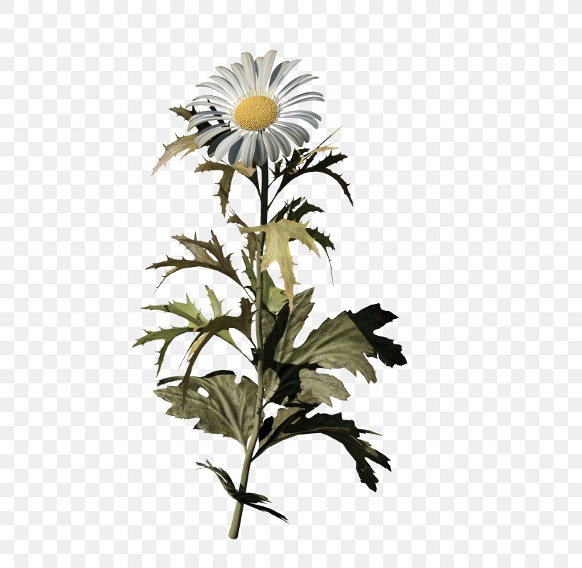Oxeye Daisy Common Daisy Daisy Family Chrysanthemum Flower, PNG, 800x800px, Oxeye Daisy, Chamomile, Chrysanthemum, Chrysanths, Common Daisy Download Free