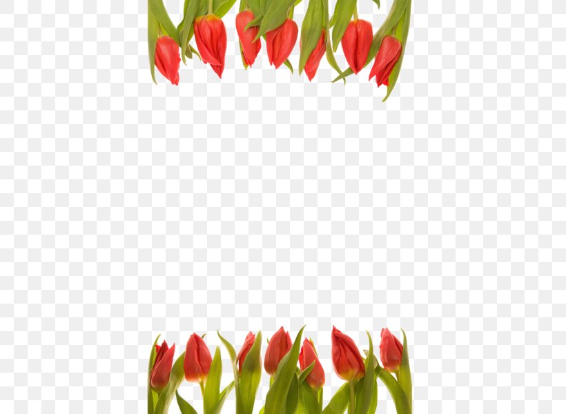 Tulip Cut Flowers Floral Design Flower Bouquet, PNG, 600x600px, Tulip, Bell Peppers And Chili Peppers, Bud, Chili Pepper, Cut Flowers Download Free