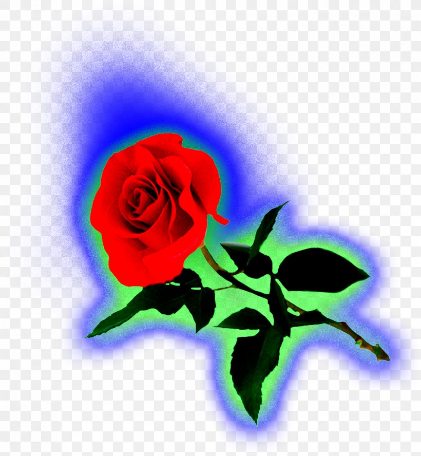 Garden Roses Love Cabbage Rose Emotion Petal, PNG, 954x1034px, Garden Roses, Brott, Cabbage Rose, Computer, Emotion Download Free