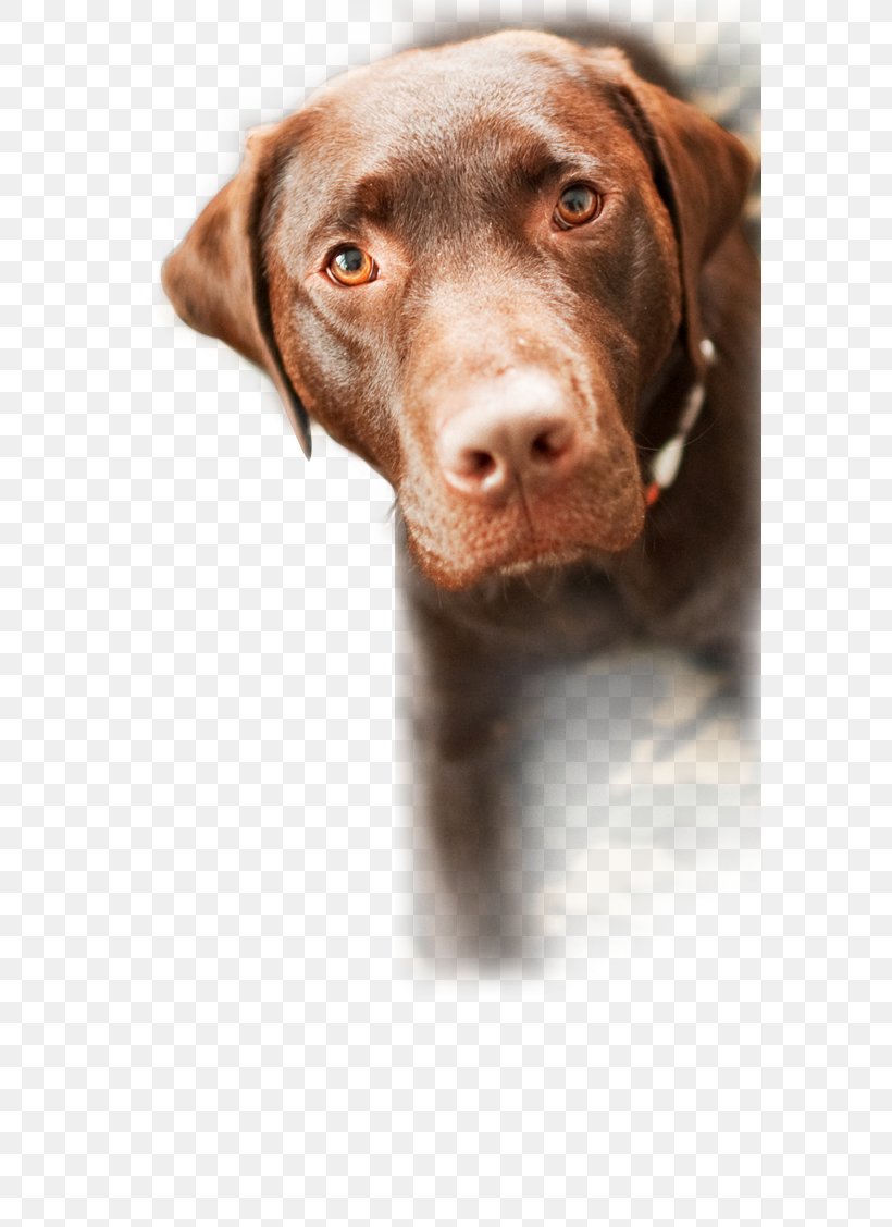 Labrador Retriever Animal Shelter Rescue Dog Puppy Pet, PNG, 580x1127px, Labrador Retriever, Animal Rescue Group, Animal Shelter, Cat, Collar Download Free