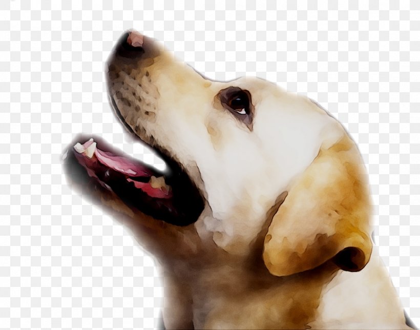 Labrador Retriever Puppy Dog Breed Companion Dog, PNG, 1101x865px, Labrador Retriever, Ancient Dog Breeds, Breed, Canidae, Carnivore Download Free
