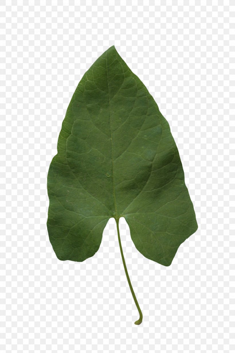 Leaf Alpha Compositing Plant, PNG, 2304x3456px, 2d Computer Graphics, Leaf, Alpha Compositing, Display Resolution, Email Download Free