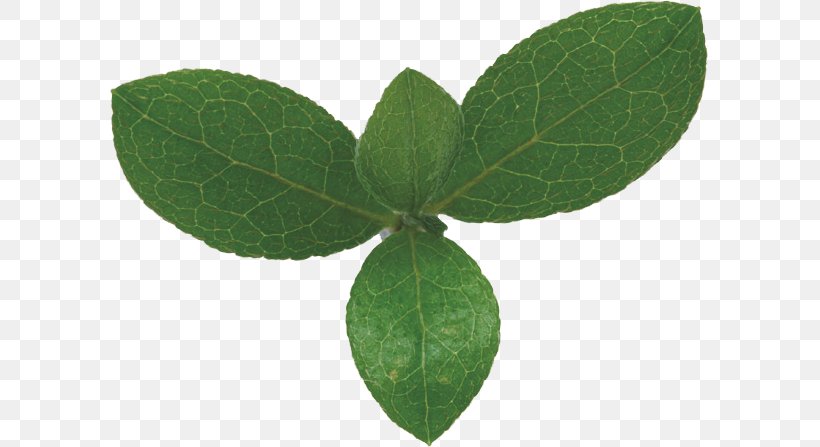 Leaf Green Bladnerv Photosynthesis Chloroplast, PNG, 599x447px, Leaf, Autumn Leaf Color, Bladnerv, Carbon Dioxide, Chloroplast Download Free
