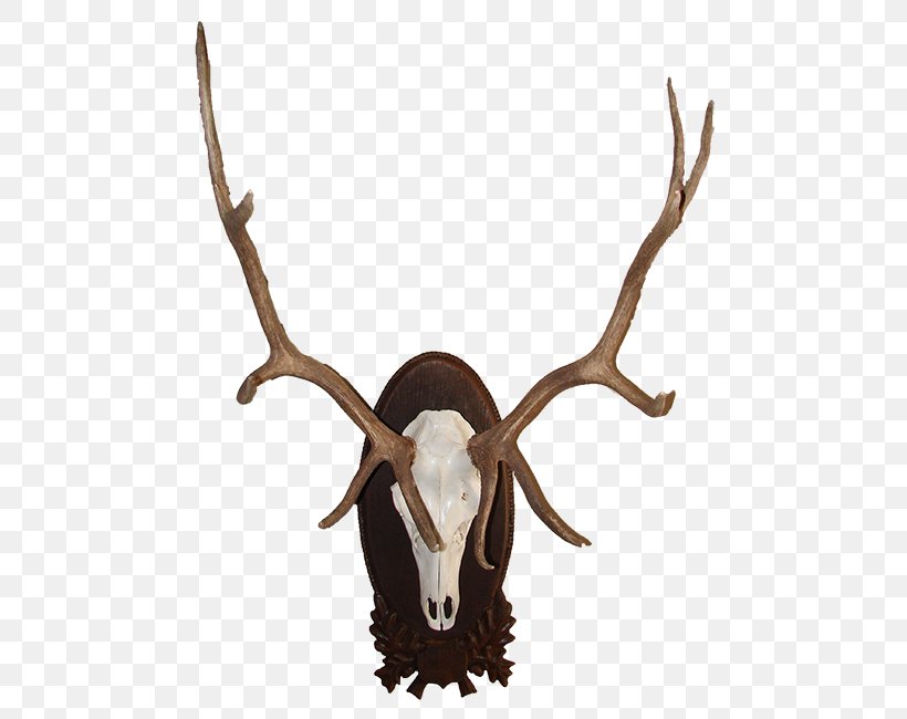 Red Deer Elk Moose Antler, PNG, 505x650px, Deer, Animal, Animal Product, Antler, Elk Download Free