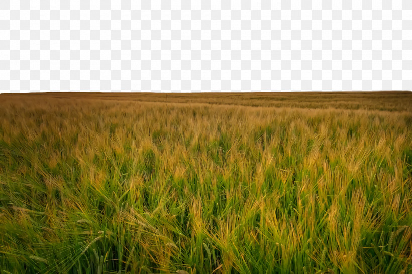 Wheat, PNG, 1920x1280px, Barley, Crop, Grain, Grassland, Wheat Download Free