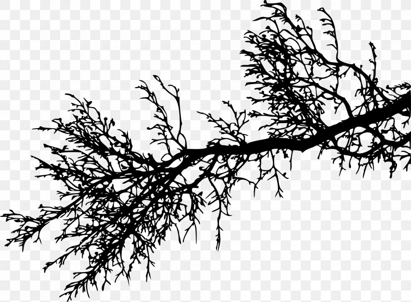 Branch Tree Silhouette Twig, PNG, 2000x1472px, Branch, Black And White, Flora, Information, Leaf Download Free