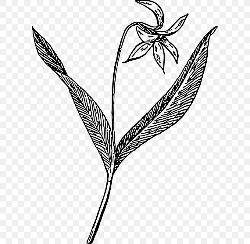 Drawing Violet Line Art Clip Art, PNG, 612x800px, Drawing, African Violets, Black And White, Branch, Color Download Free