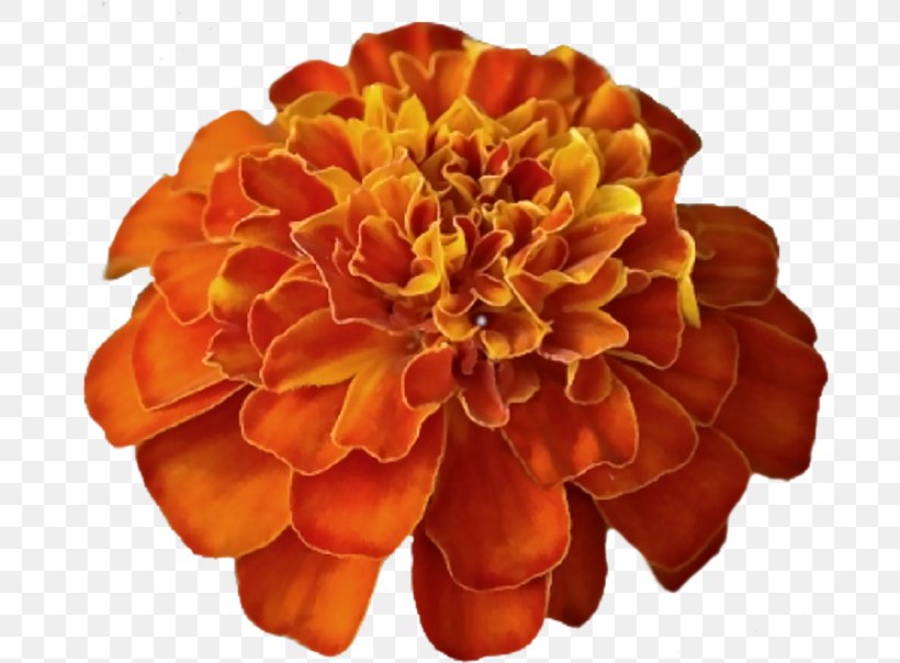 Flowers Background, PNG, 699x604px, Cut Flowers, Common Zinnia, Dahlia, English Marigold, Flower Download Free