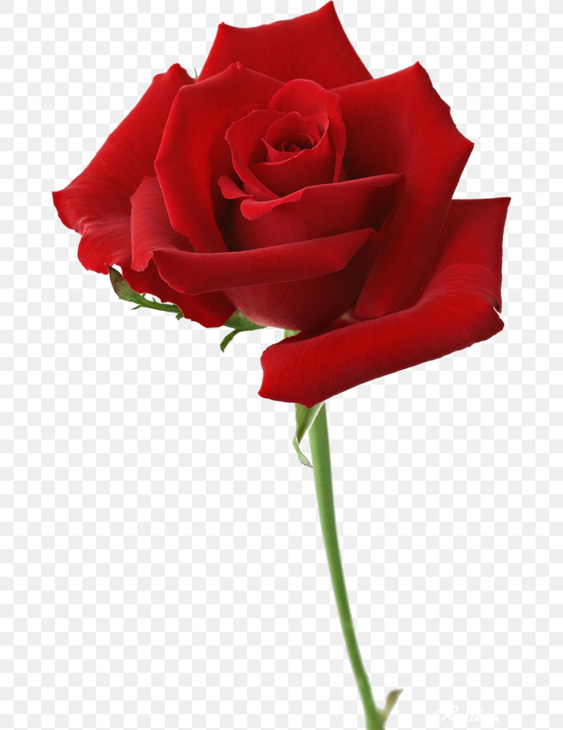 Beach Rose Flower Garden Roses Red Desktop Wallpaper, PNG, 670x1063px, Beach Rose, China Rose, Cut Flowers, Floral Design, Floribunda Download Free