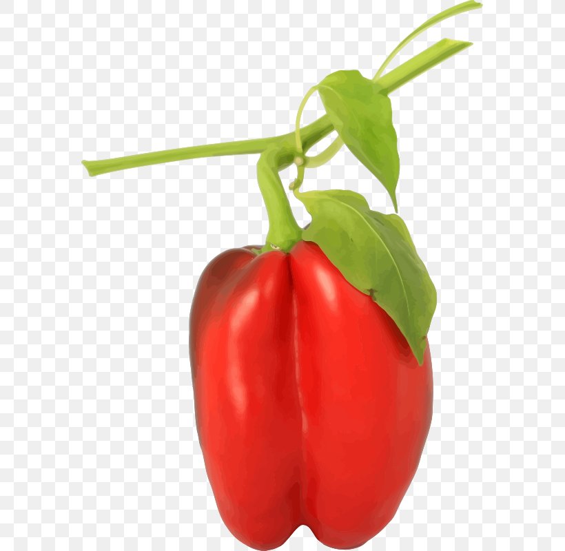 Bell Pepper Taco Chili Pepper Black Pepper Spice, PNG, 583x800px, Bell Pepper, Bell Peppers And Chili Peppers, Black Pepper, Bush Tomato, Capsicum Download Free