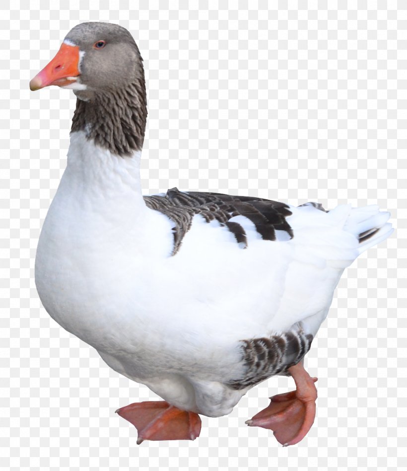 Duck Domestic Goose Greylag Goose Bird, PNG, 1007x1165px, Goose, Anatidae, Argumentative, Beak, Bird Download Free